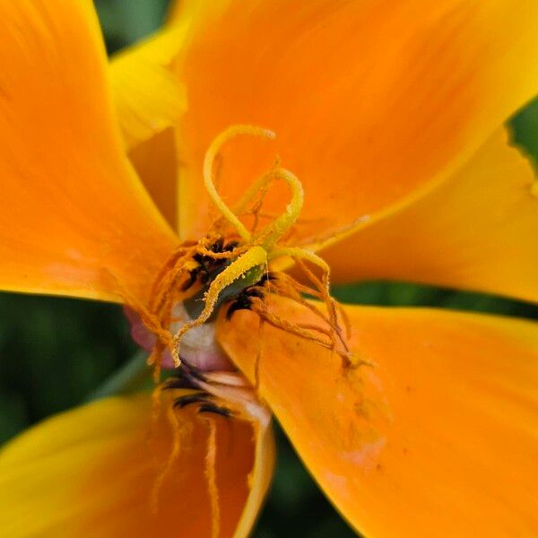 Eschscholzia californica Flower