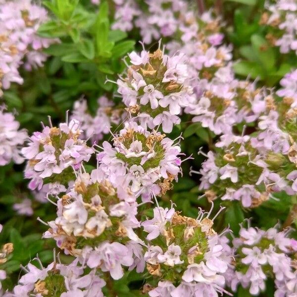 Thymus longicaulis പുഷ്പം