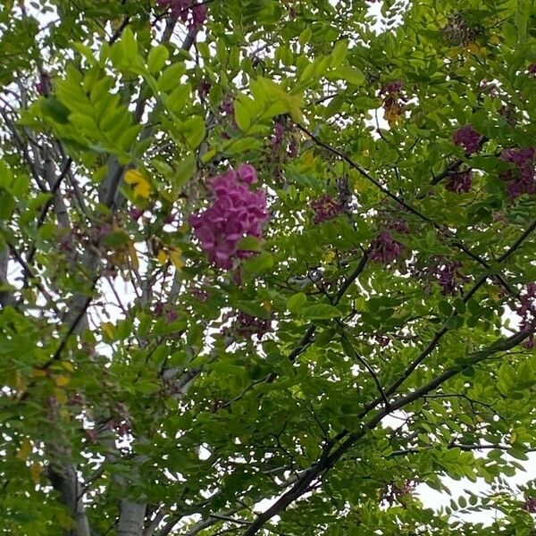 Robinia hispida Цветок