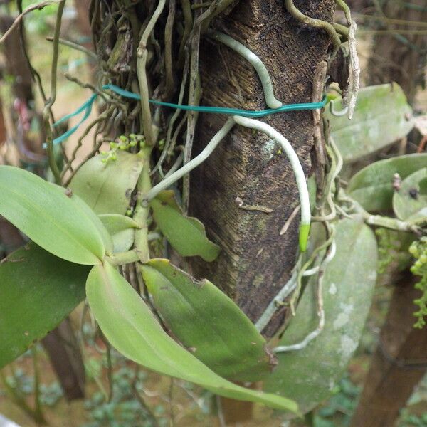 Rhipidoglossum densiflorum Leaf