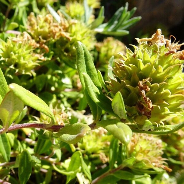 Teucrium montanum Sonstige