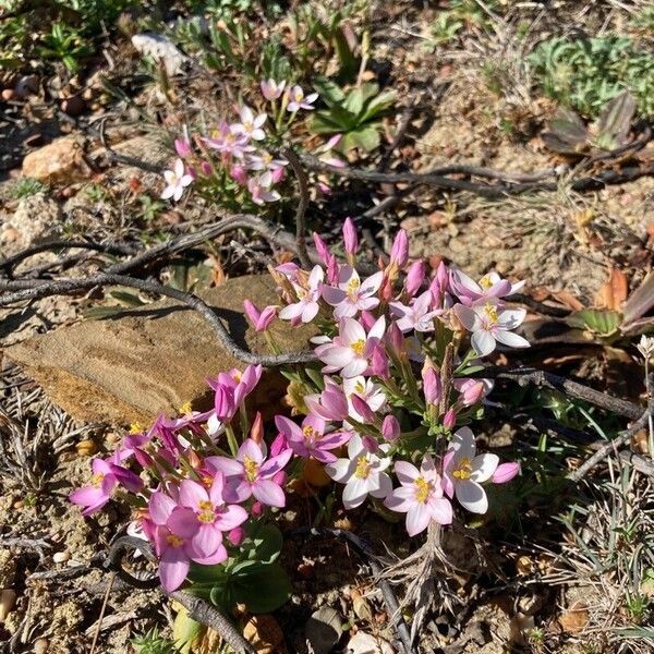 Centaurium erythraea Flower