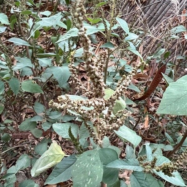 Amaranthus viridis Flor