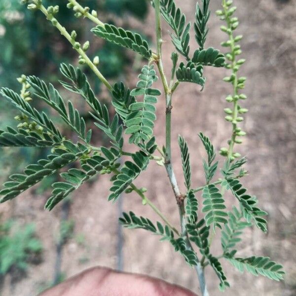 Prosopis farcta Folio