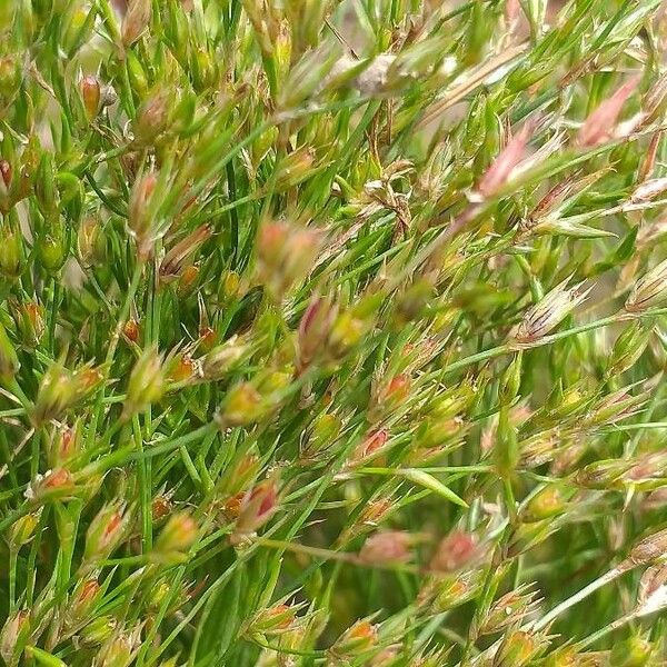 Juncus bufonius Flor