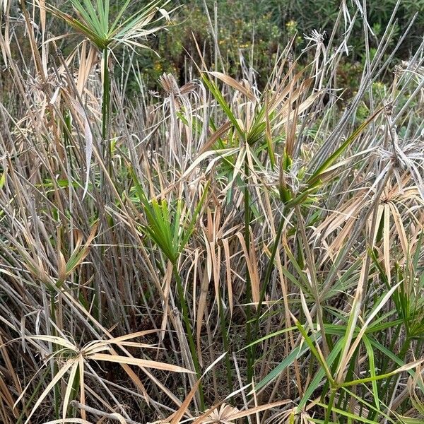 Cyperus alternifolius Lehti