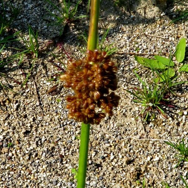 Scirpus atrovirens Květ