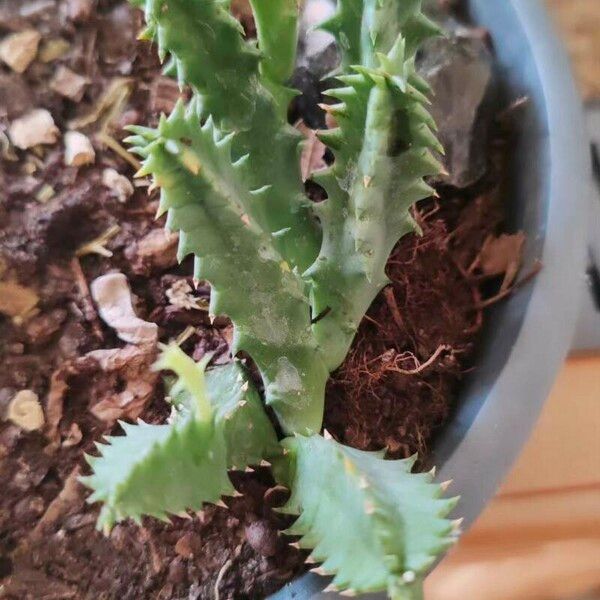 Huernia zebrina Feuille