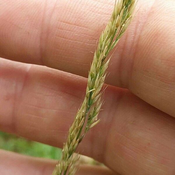 Calamagrostis arundinacea 果