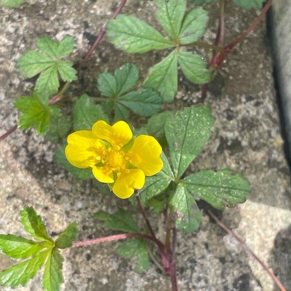 Potentilla reptans ഇല