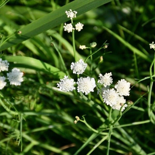 Oenanthe fistulosa Fleur