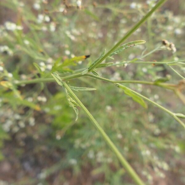 Parthenium hysterophorus Leaf