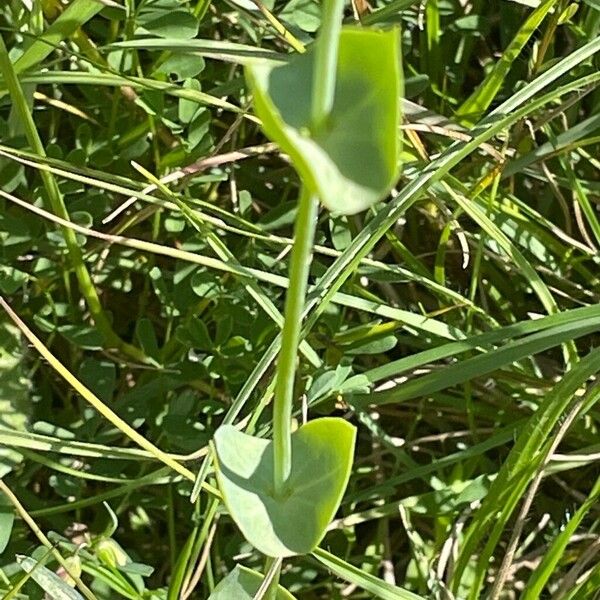 Blackstonia perfoliata Blatt