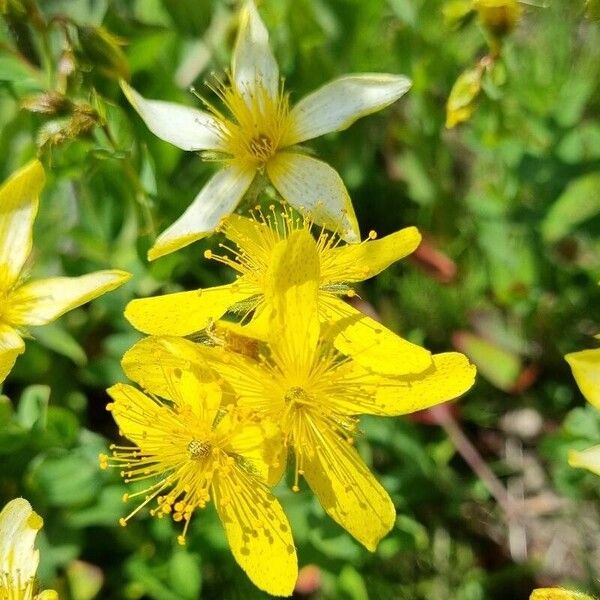 Hypericum montanum Květ