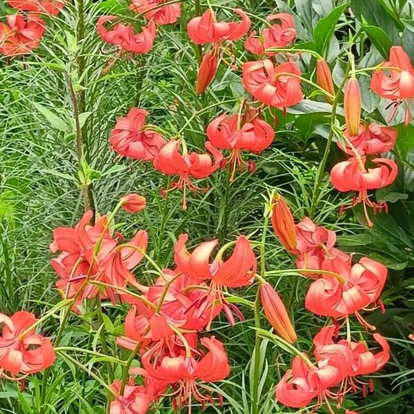 Lilium pomponium Flower