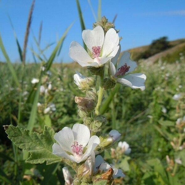 Althaea officinalis Flower