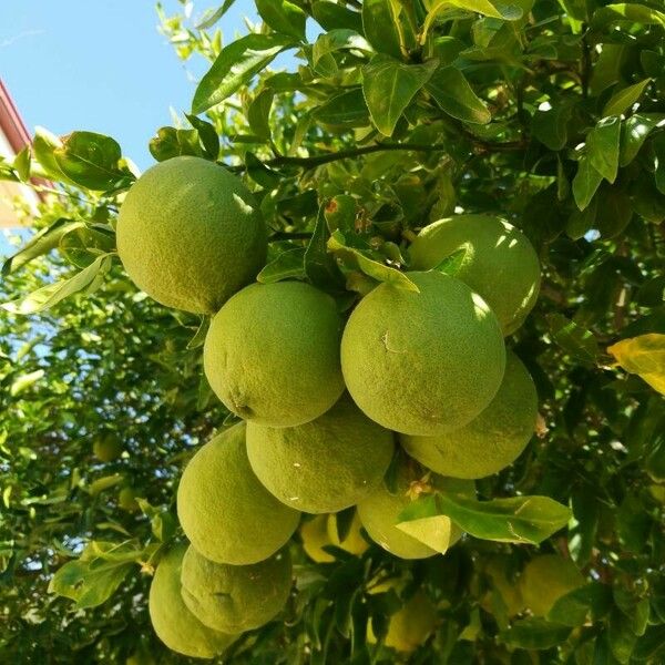 Citrus maxima Fruit