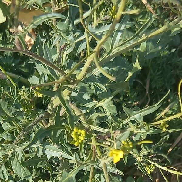 Sisymbrium loeselii Pokrój