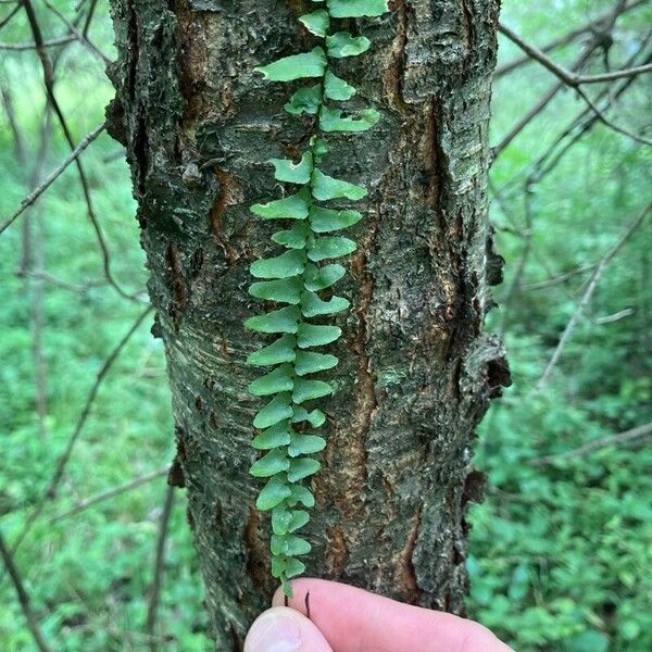 Asplenium platyneuron Leaf