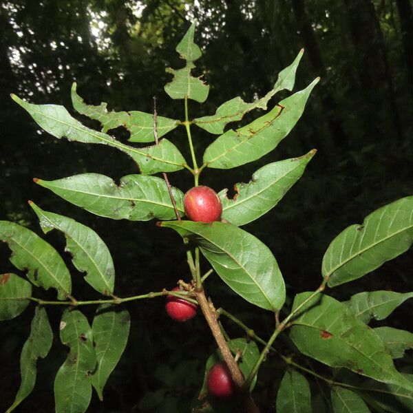 Protium confusum Leaf