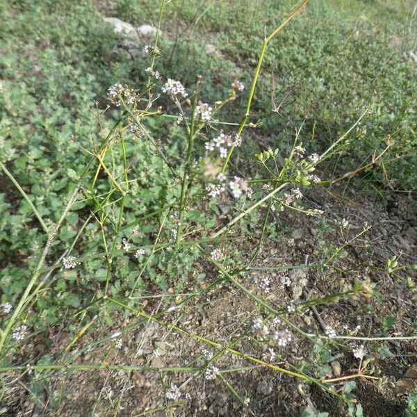 Lepidium graminifolium Habitus