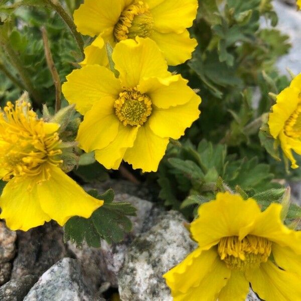 Geum reptans फूल