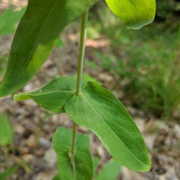 Hypericum punctatum List