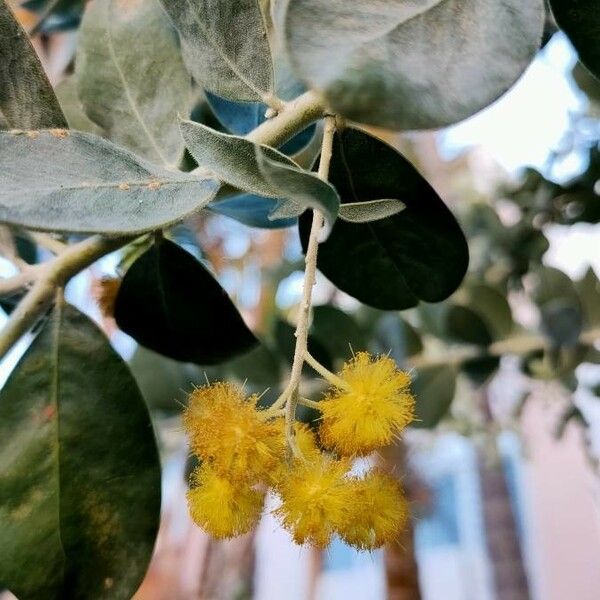 Acacia podalyriifolia Цвят