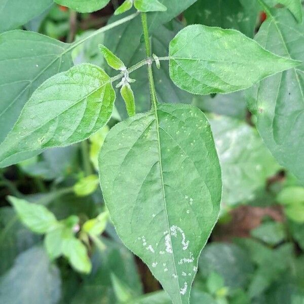 Capsicum baccatum Folha