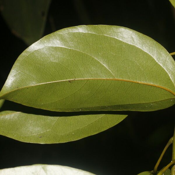 Anomospermum reticulatum Leaf