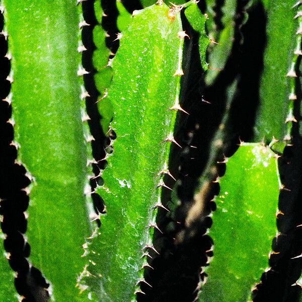 Euphorbia triangularis Leaf