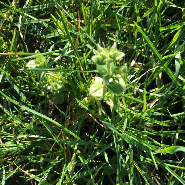 Cerastium glomeratum Leaf