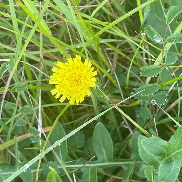 Pilosella officinarum Alkat (teljes növény)