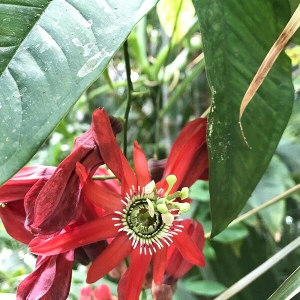 Passiflora racemosa Blüte