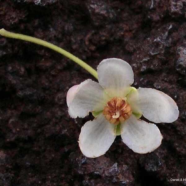 Uromyrtus emarginata Flower