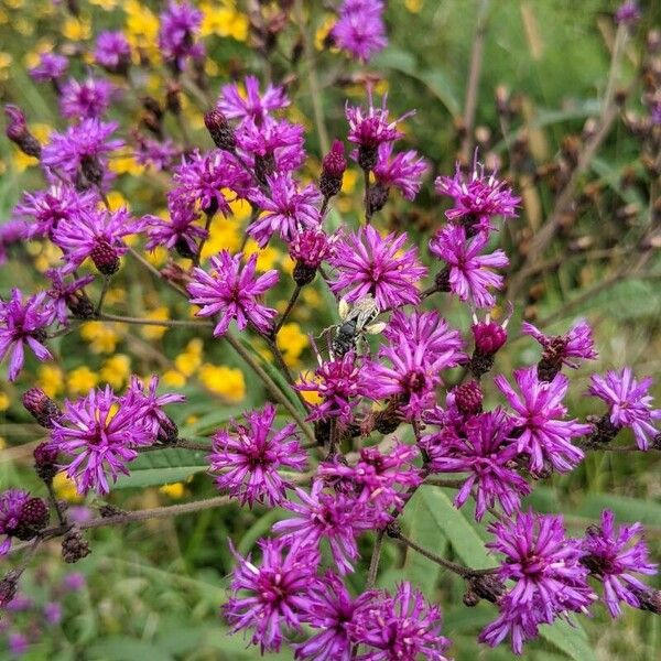 Vernonia gigantea Flower