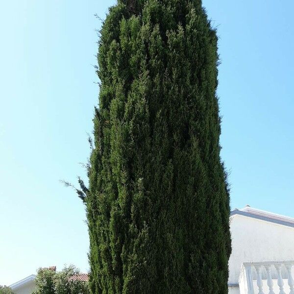 Cupressus sempervirens Tervik taim