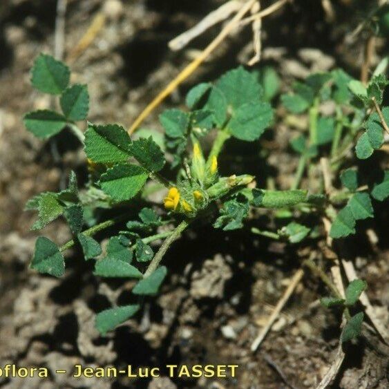 Medicago monspeliaca Habitus