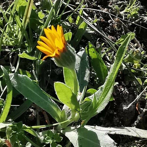 Calendula arvensis Blomst