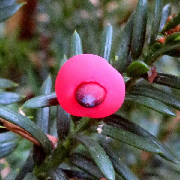 Taxus canadensis Fruitua