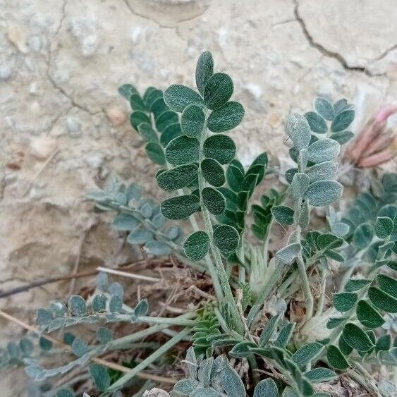 Astragalus incanus Blatt