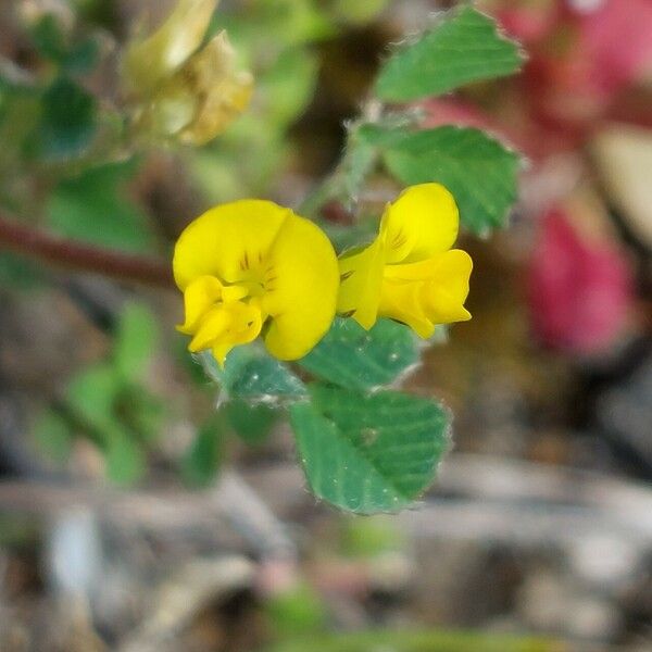 Medicago littoralis Blodyn