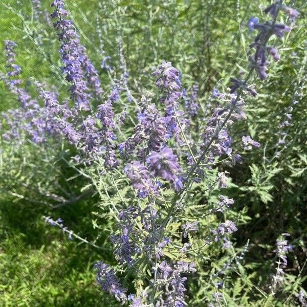 Salvia yangii Floare