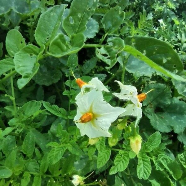 Solanum violaceum Kvet