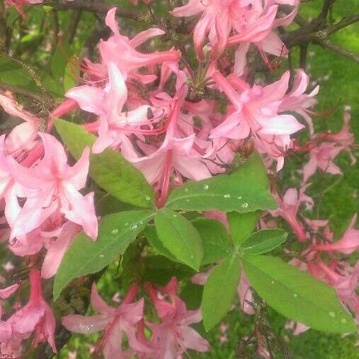Rhododendron periclymenoides ফুল