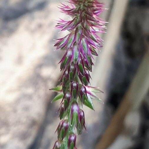 Achyranthes aspera Fleur