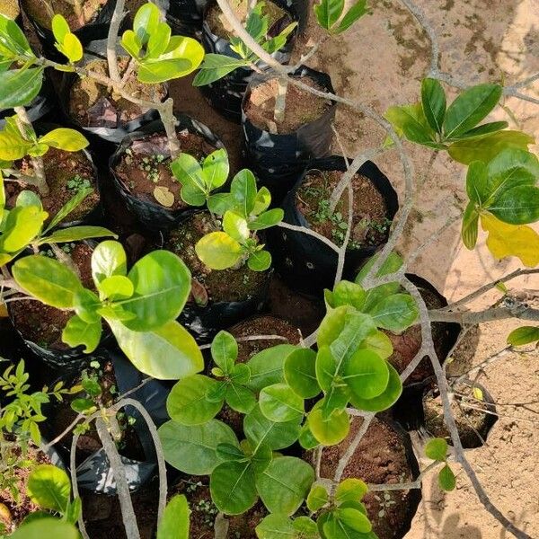 Gardenia taitensis Levél