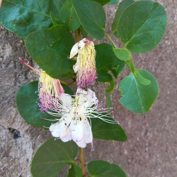 Capparis spinosa Цвят