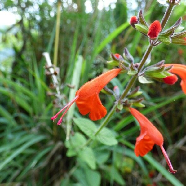 Salvia coccinea Flower