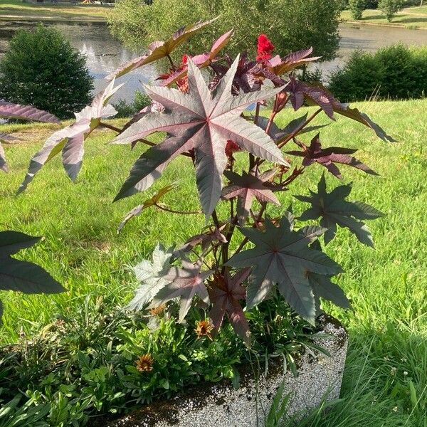 Ricinus communis Habitus